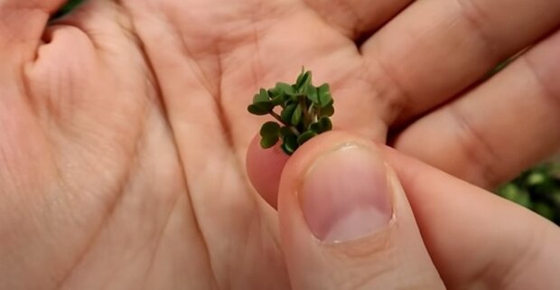 Розмір – не головне, адже скільки користі: як виростити мікрогрін у себе на підвіконні