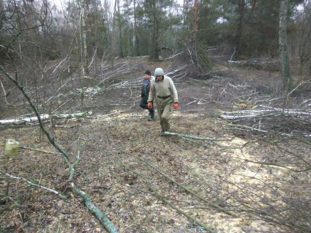 Близько 16 мільйонів гривень за вирубку майже 3 тисяч дерев: в Держекоінспекції розповіли про масштабне порушення